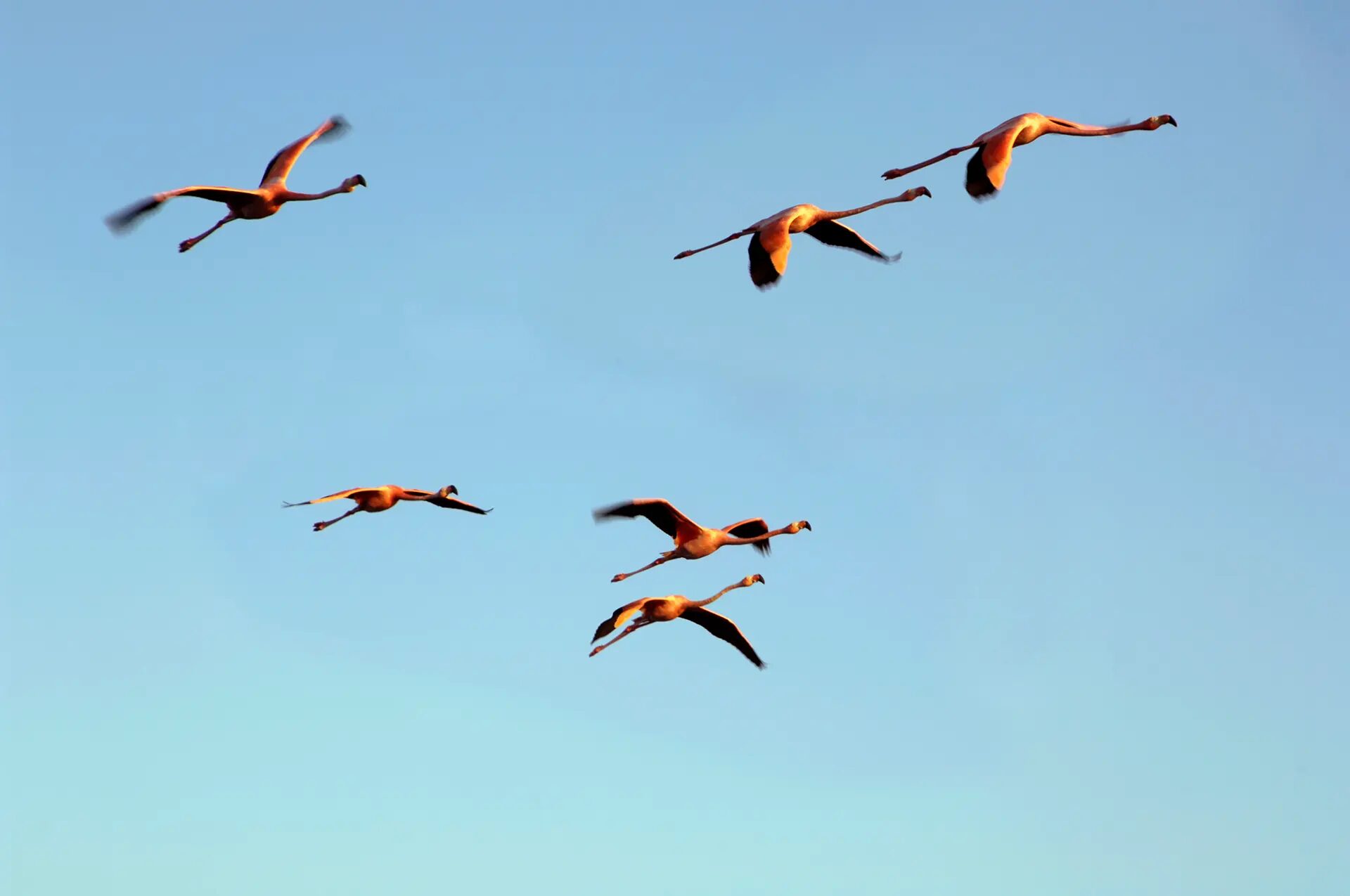 Flamingos in flight over Galápagos