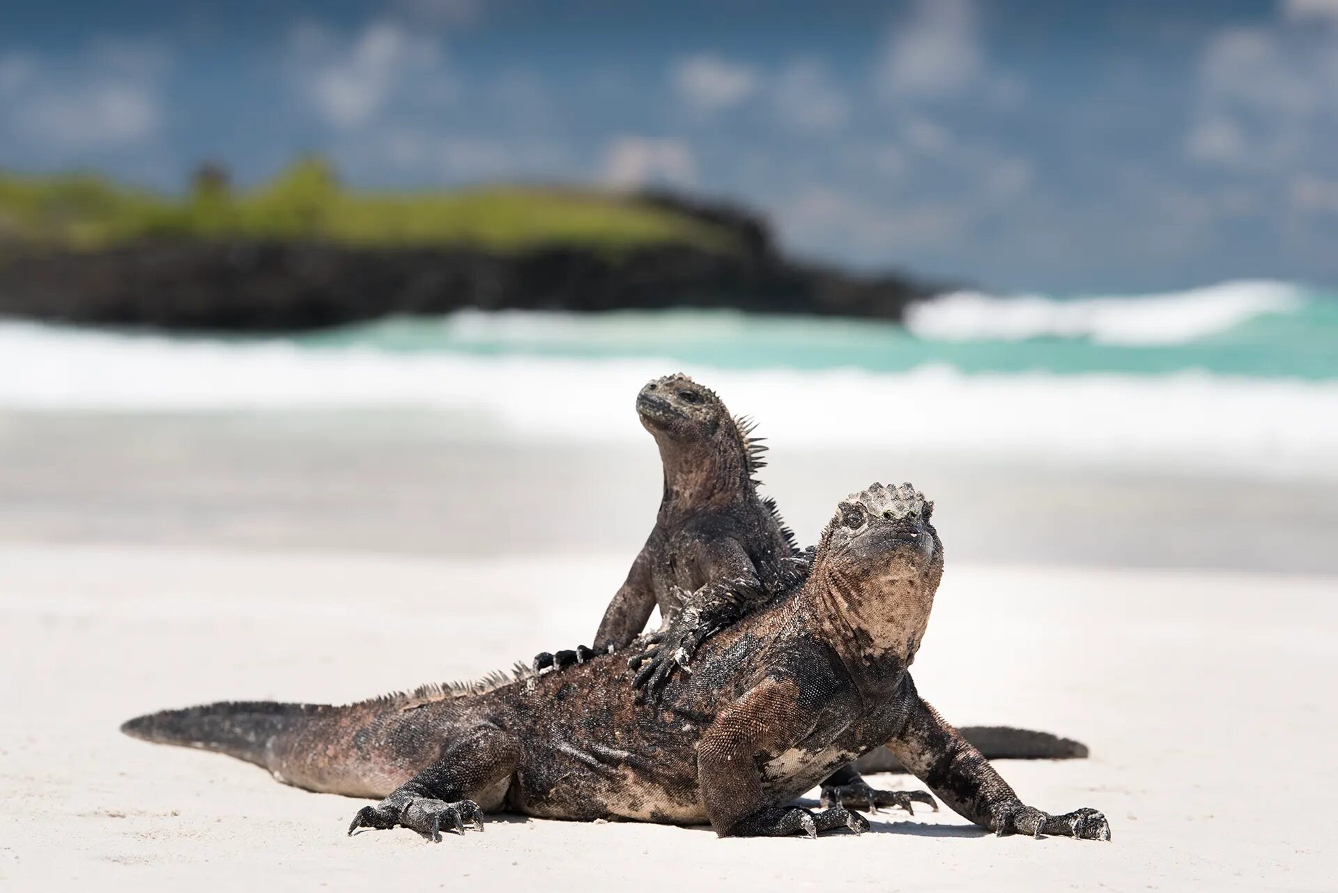 Marine iguanas resting on a white-sand beach