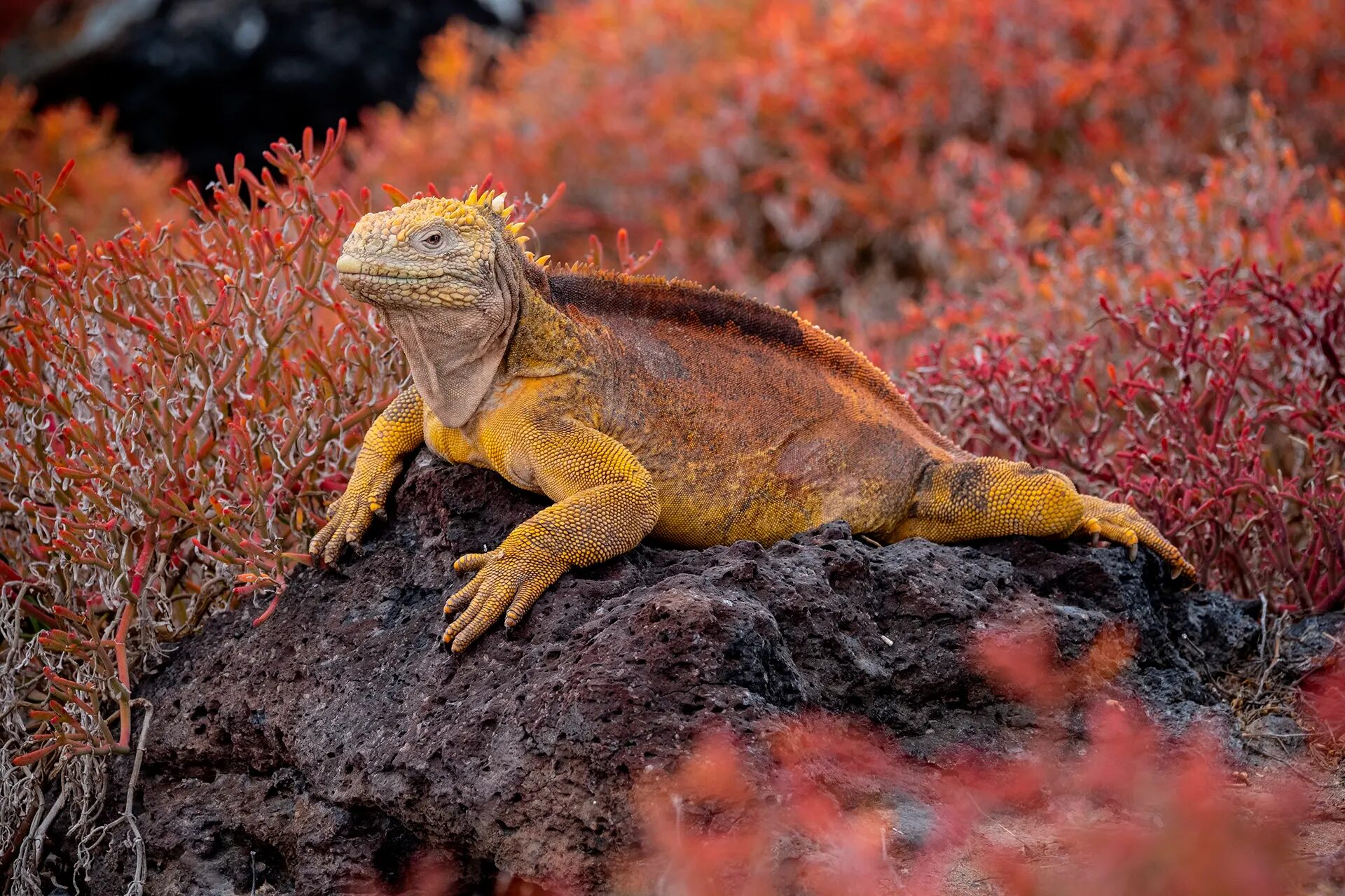 Galápagos land iguana among red succulents