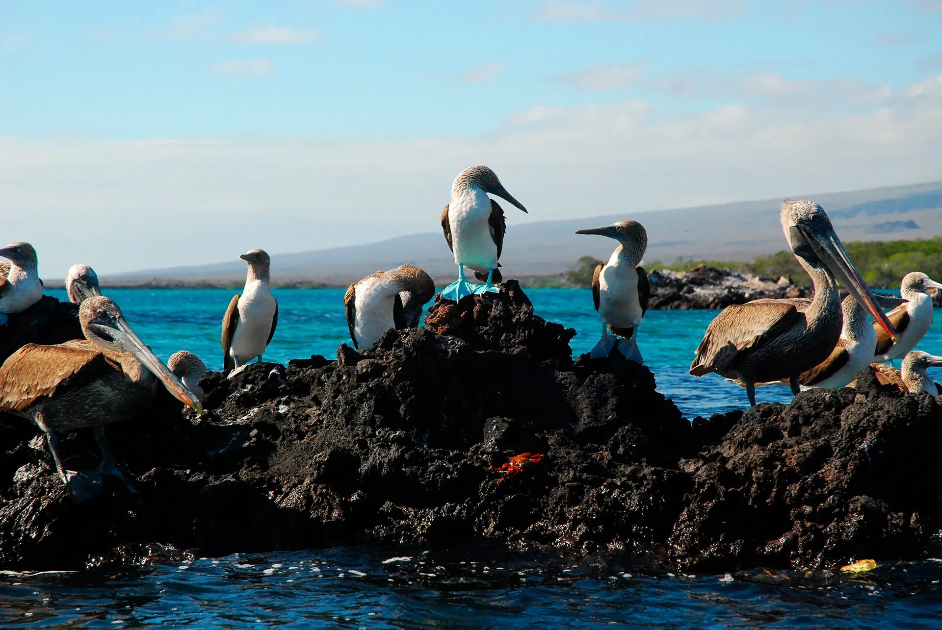 Blue-footed boobies gathered on a volcanic shoreline