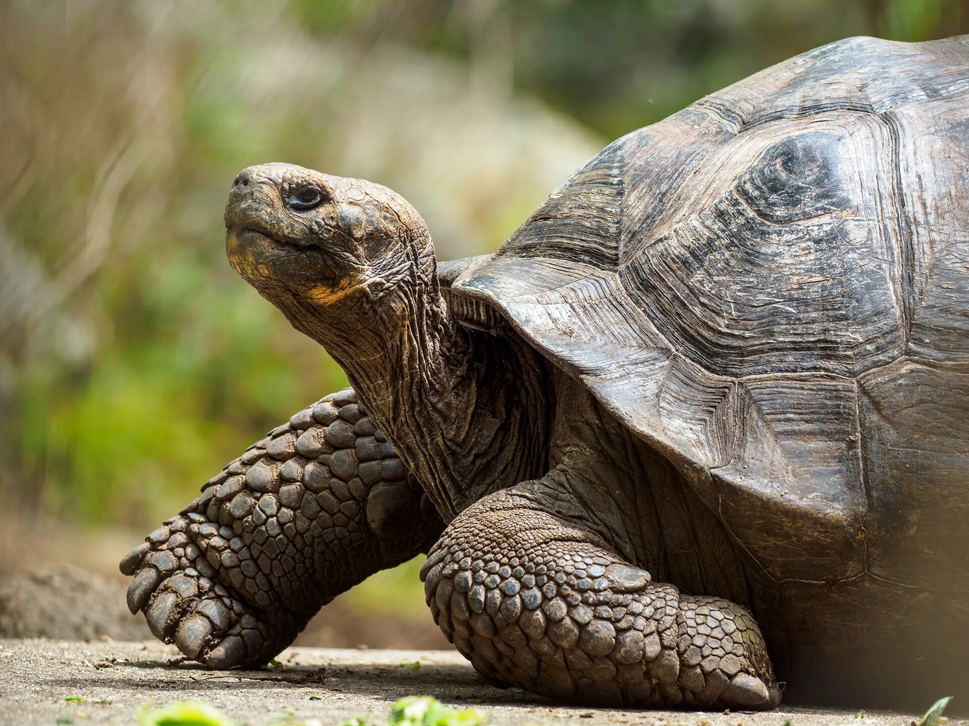 Giant tortoise in highland vegetation