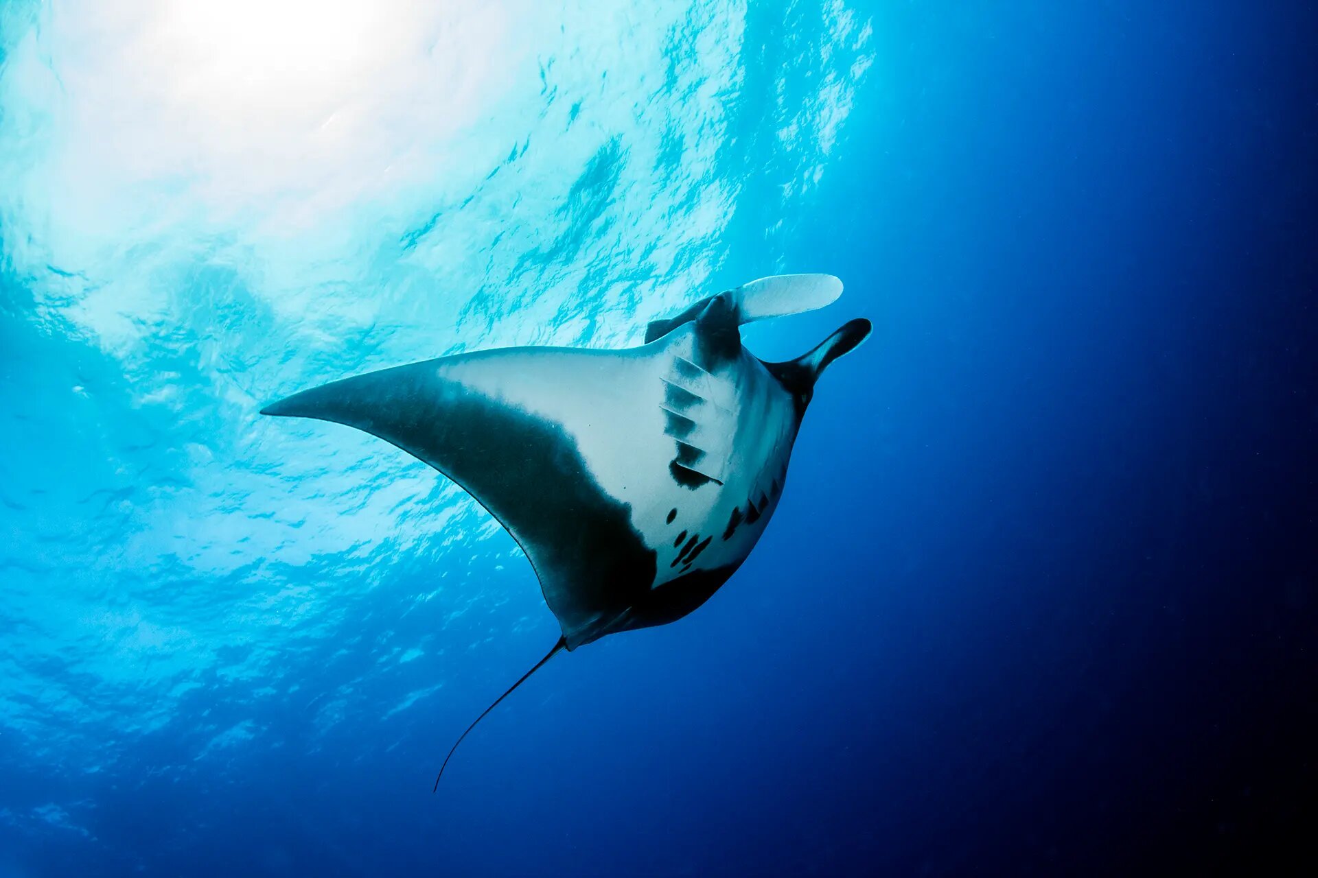 Manta ray swimming through sunlit water