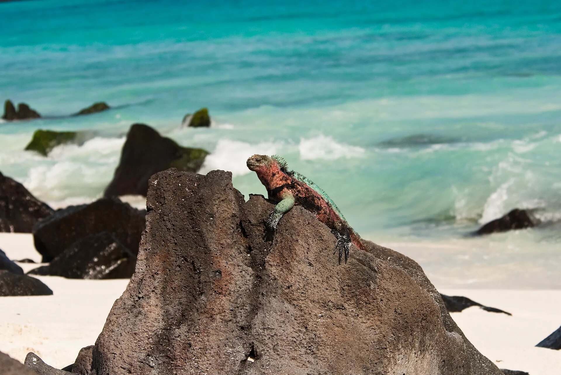 Marine iguana on volcanic shoreline rock