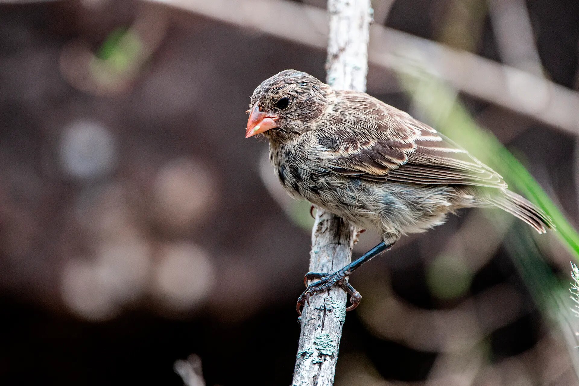 Darwin finch perched on a branch