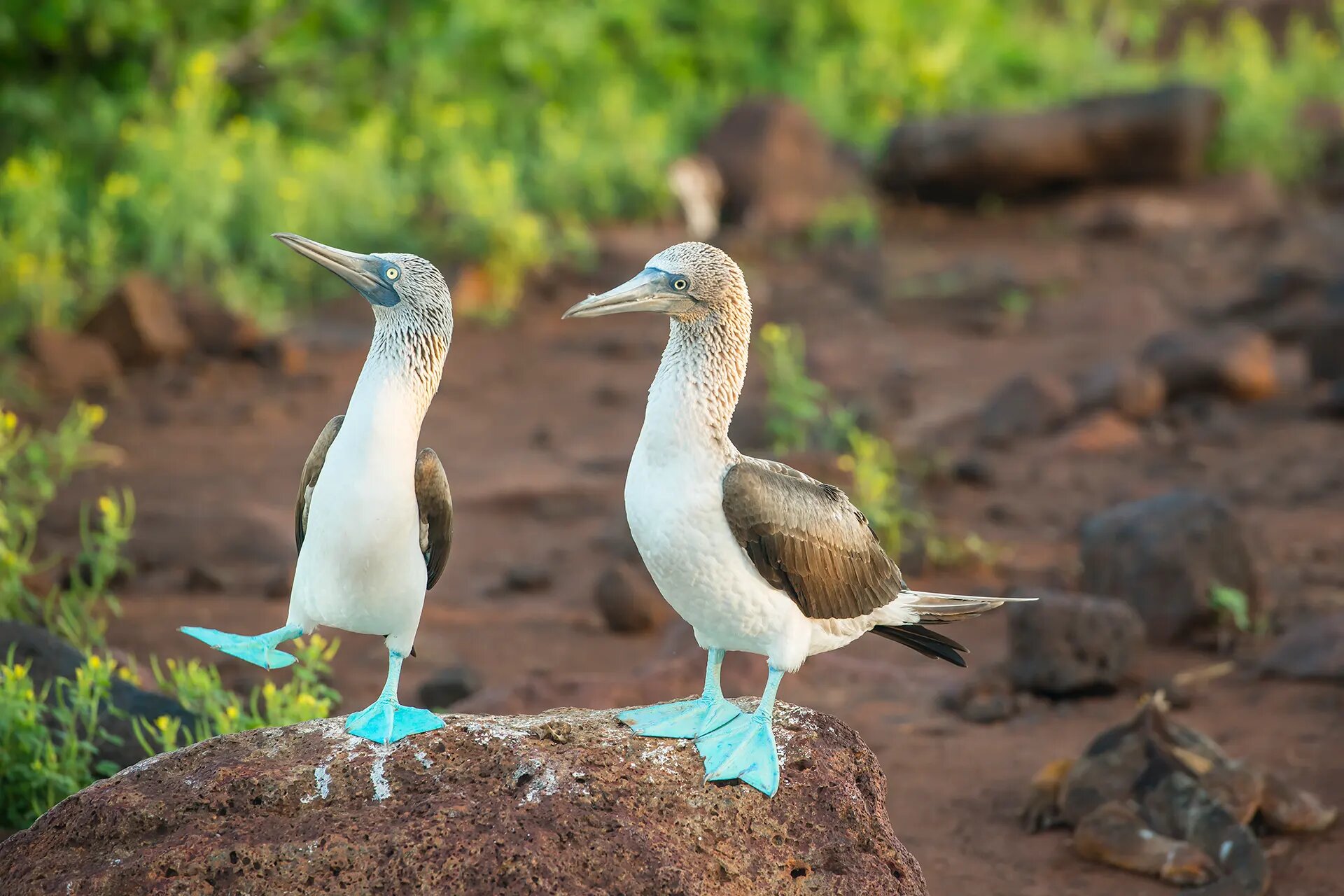 Nazca booby among coastal vegetation