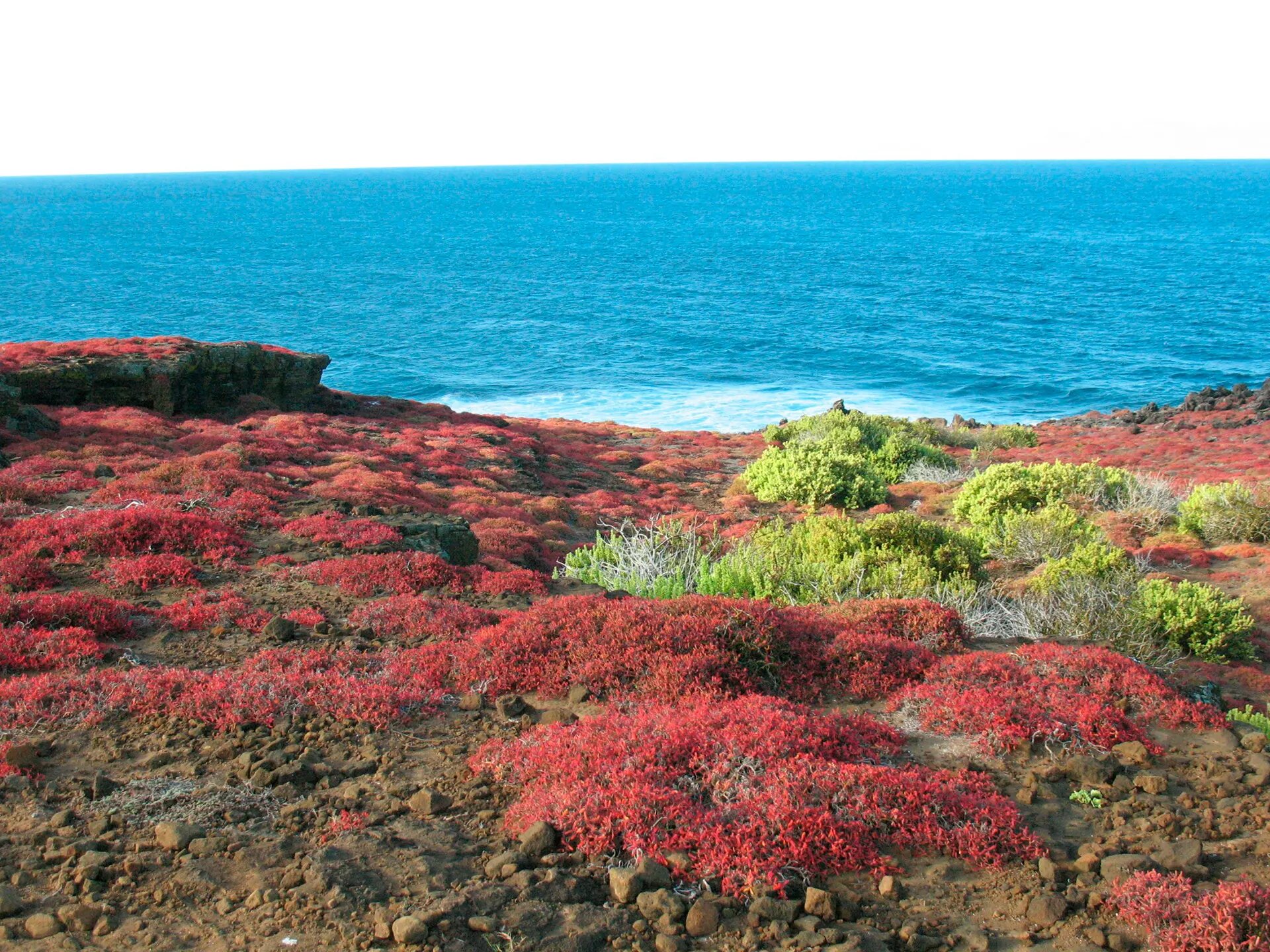 Red succulents on a Galápagos shoreline