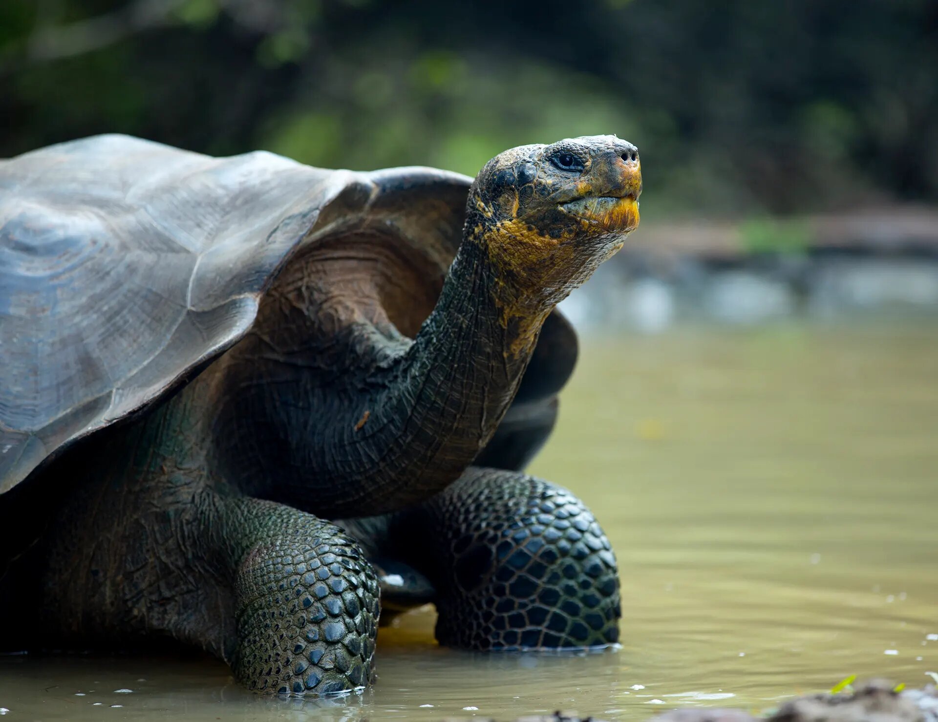 Galápagos giant tortoise with neck extended