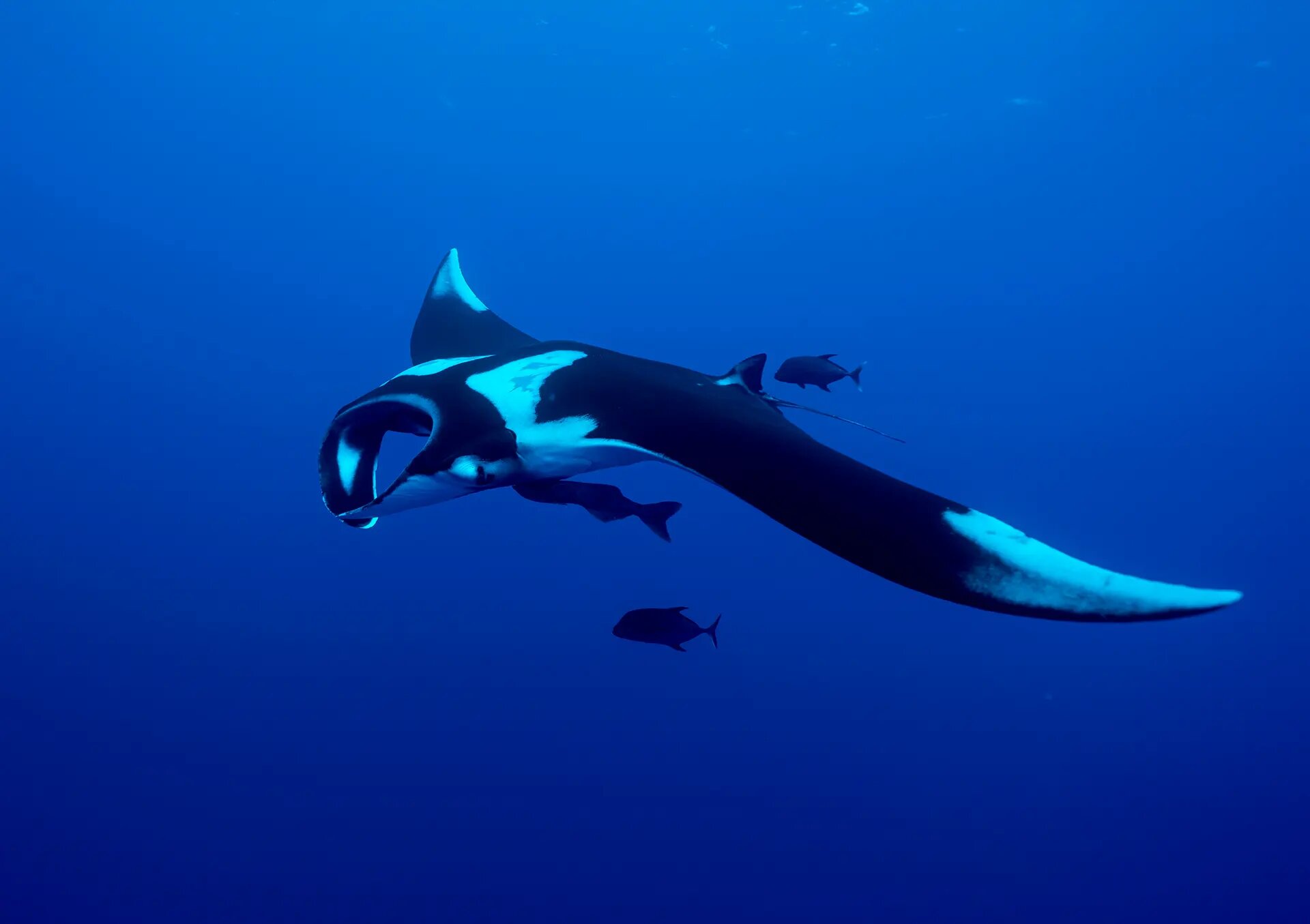 Manta ray swimming in deep blue water