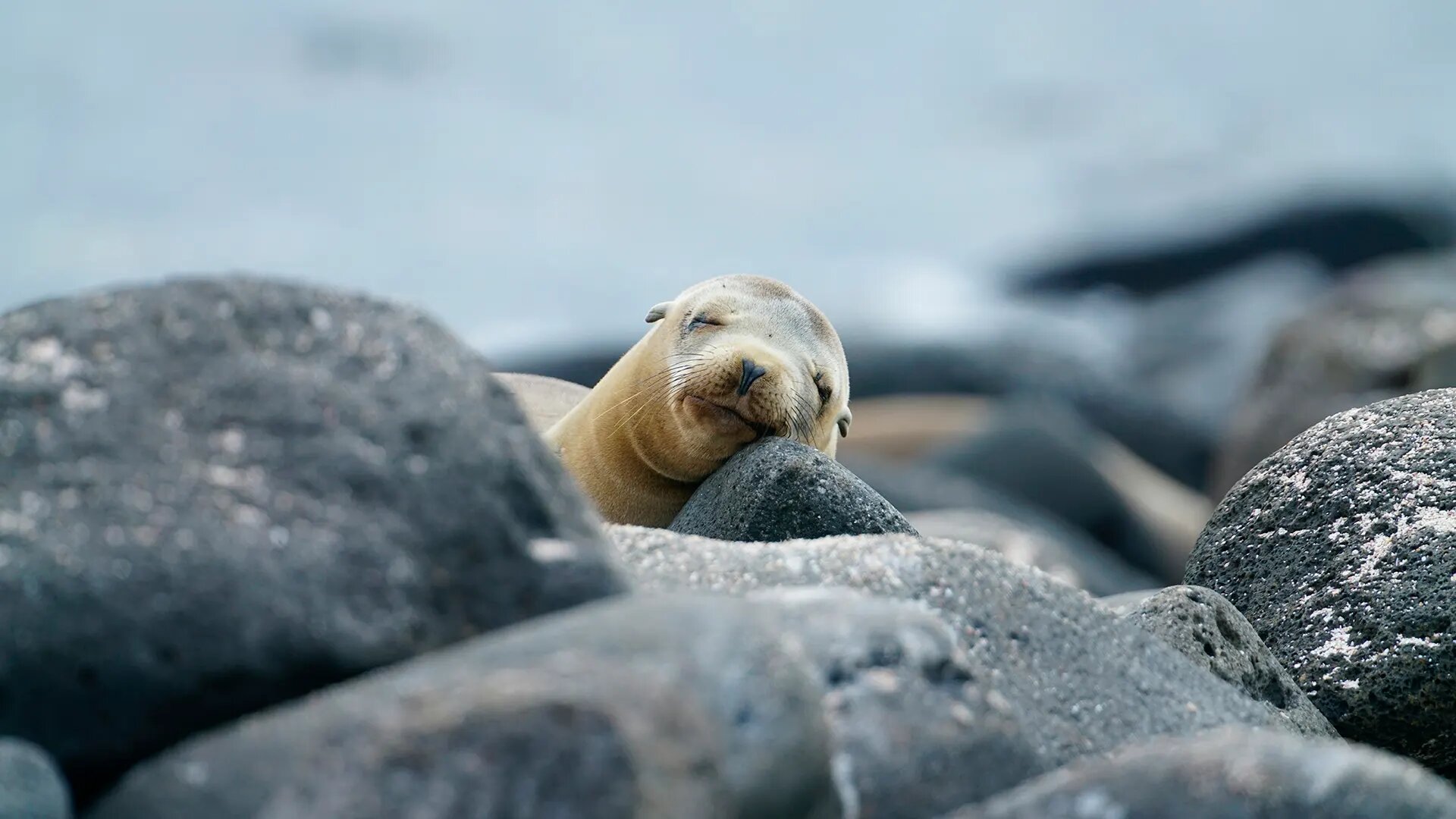 Sea lion resting on volcanic rock