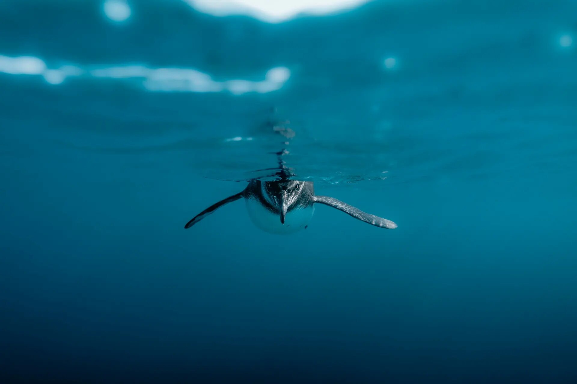 Galápagos penguin swimming toward the surface