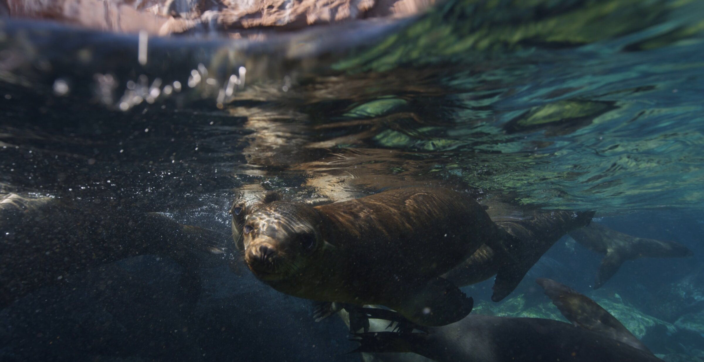 Sea lions swimming just below the surface