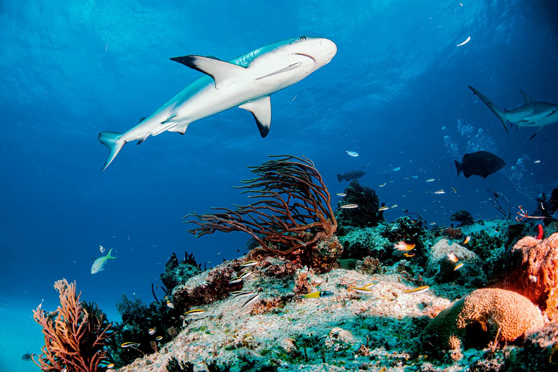Reef shark along a volcanic ledge
