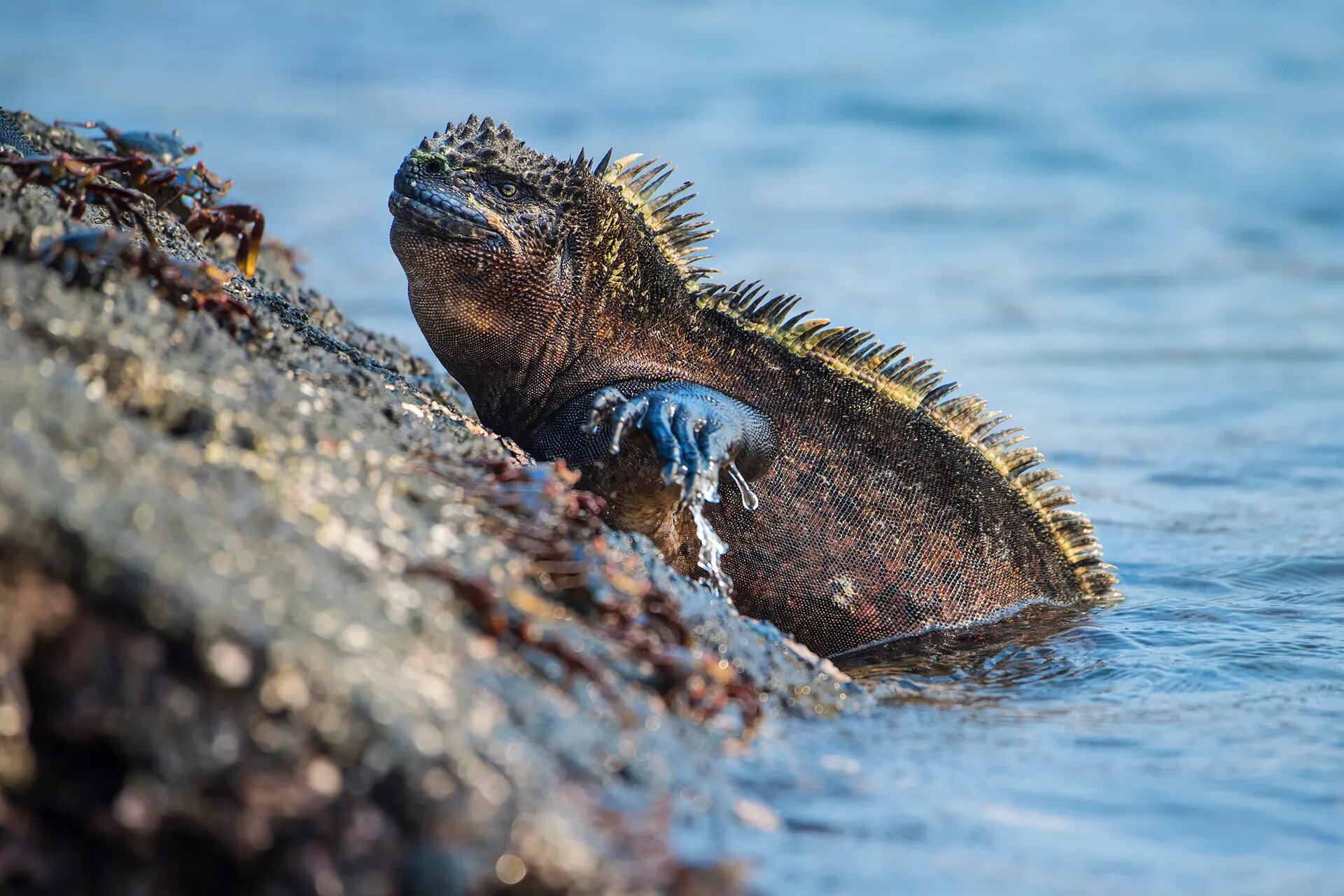 Marine iguana on dark volcanic rock