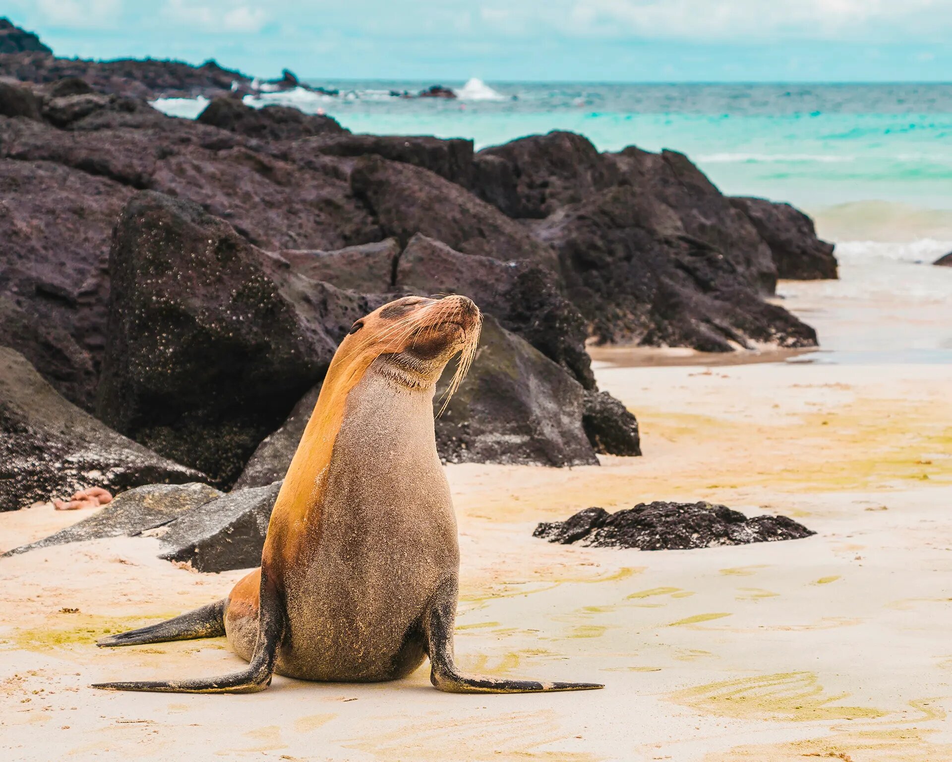 Galápagos sea lion on the shore
