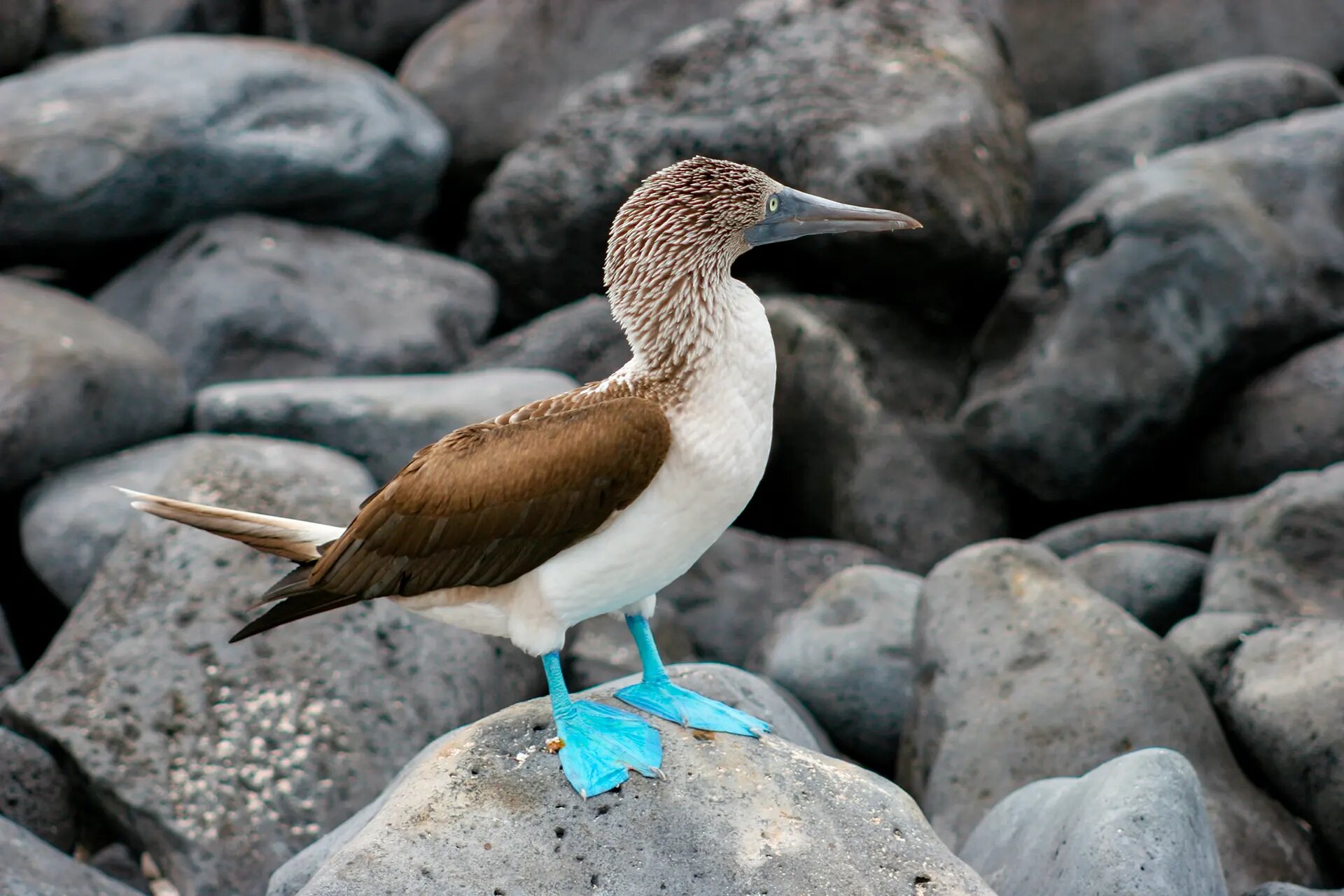 Blue-footed booby