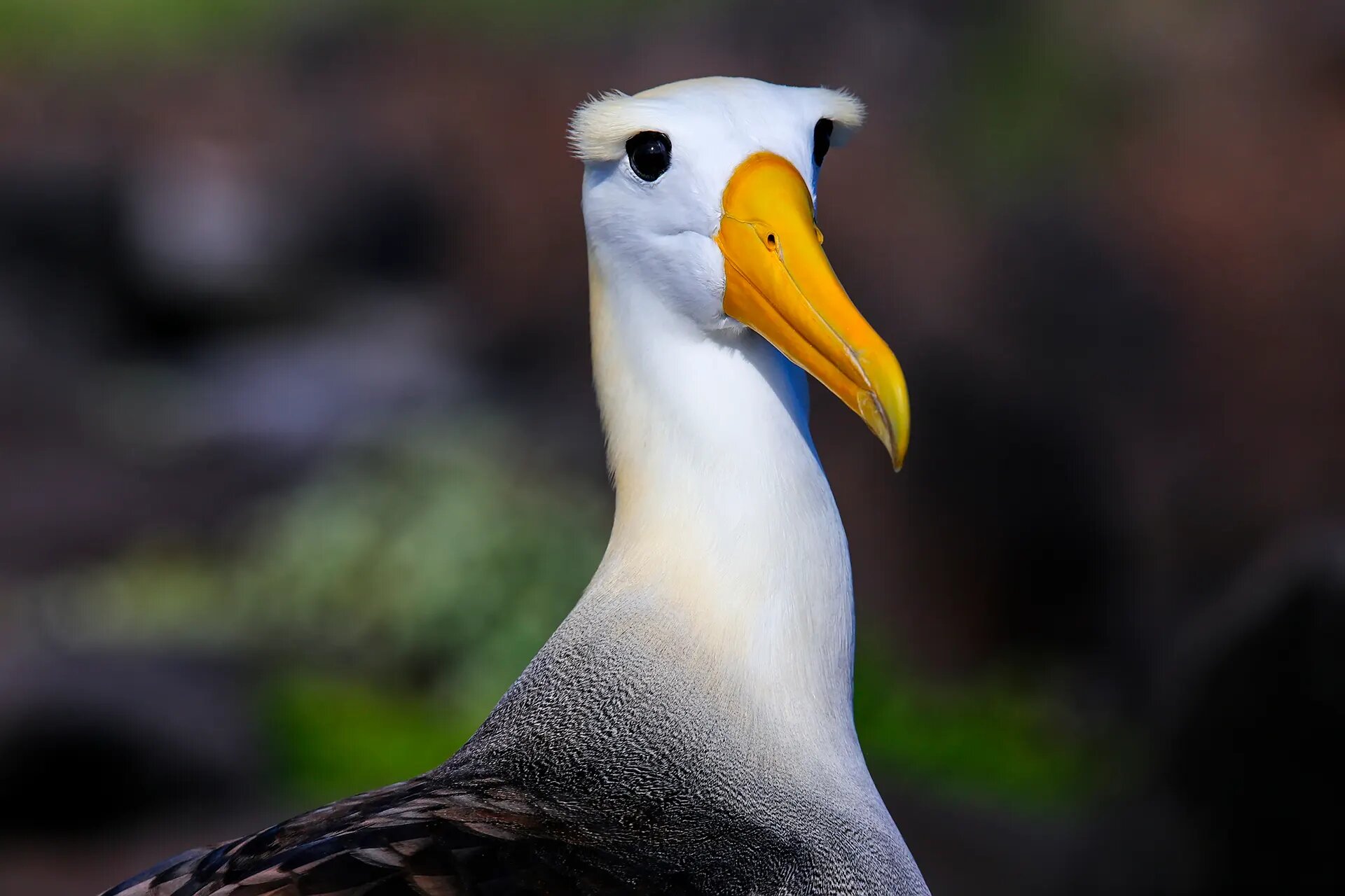 Waved albatross