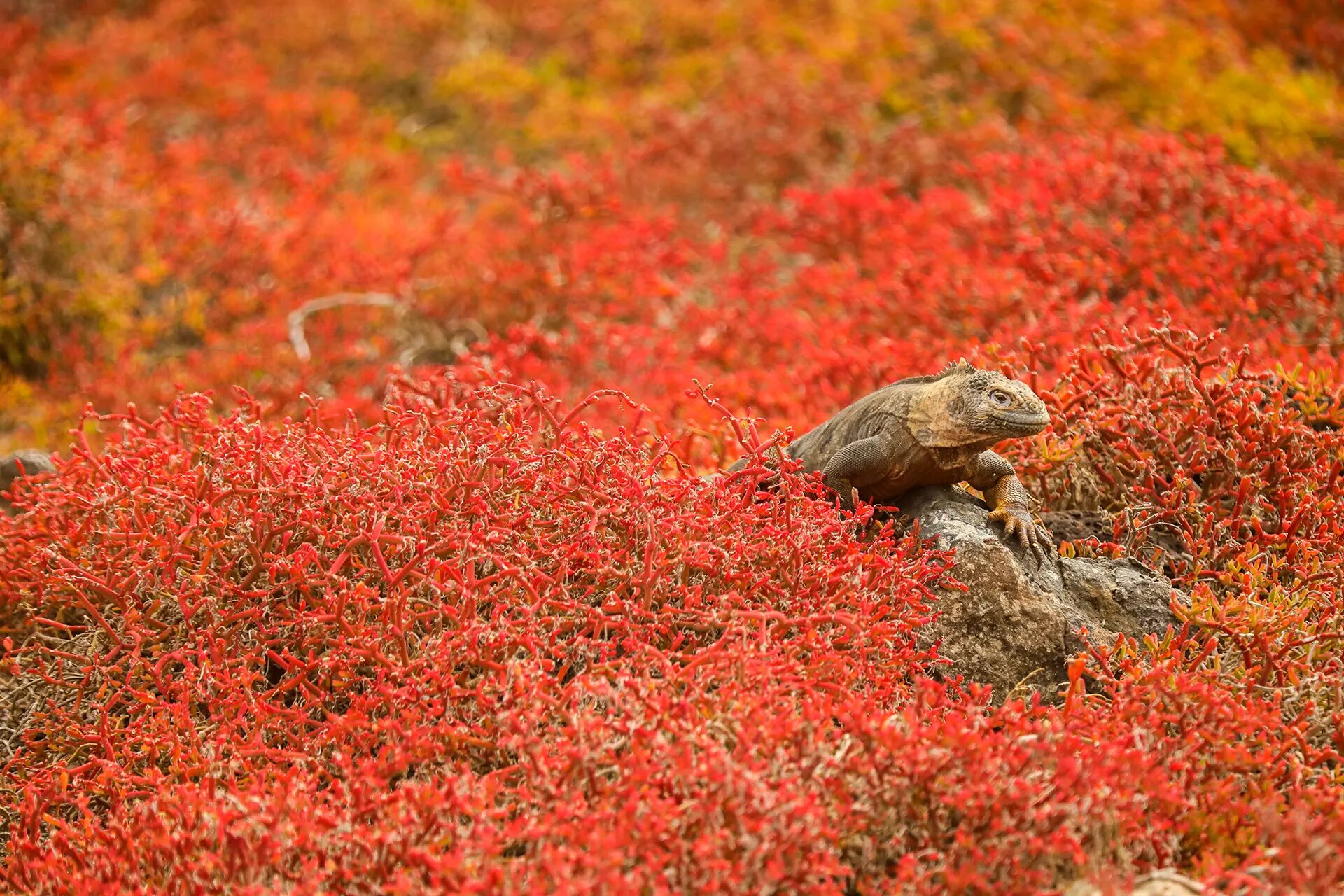 Land iguana among cactus