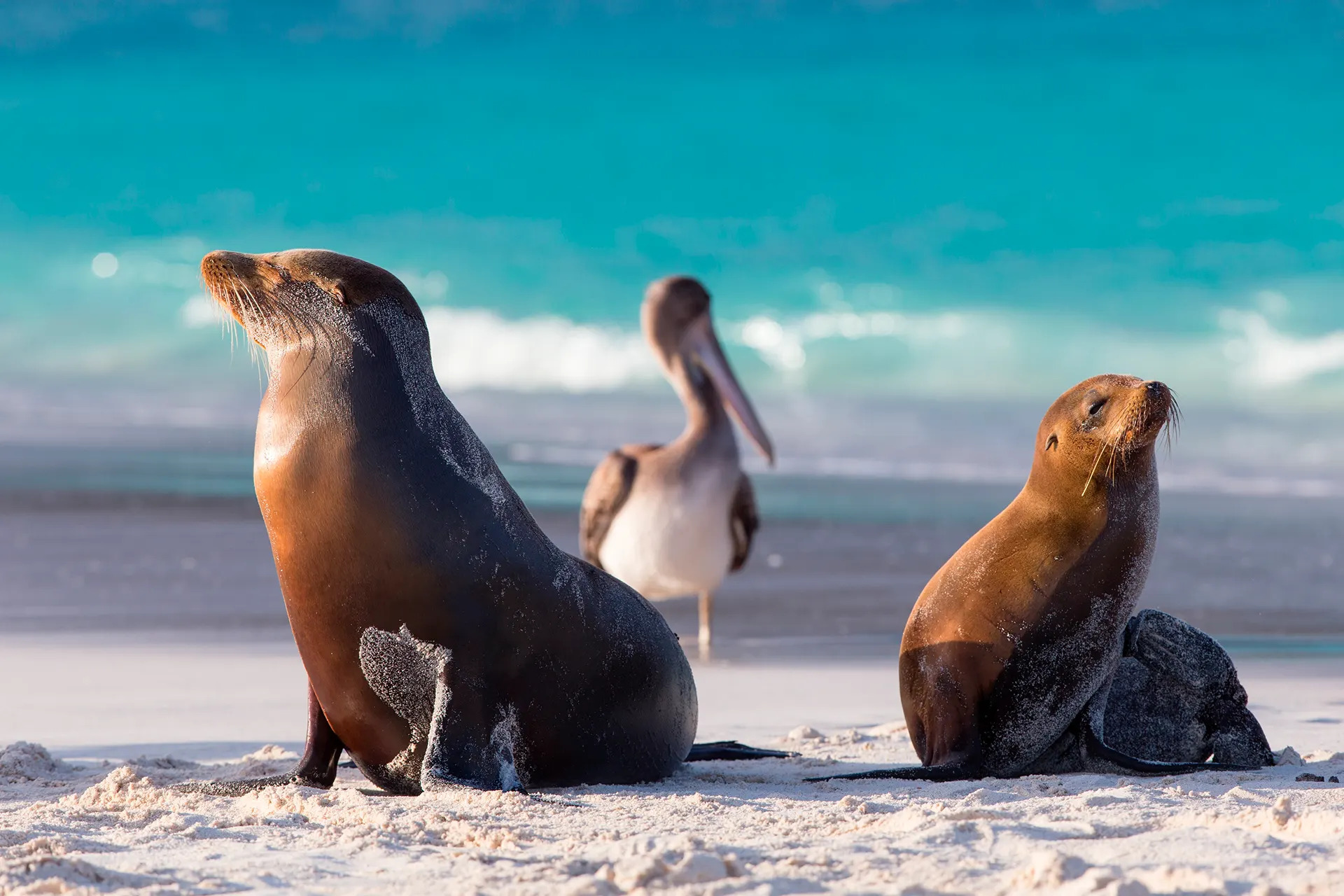 Sea lions and a pelican on a Galápagos beach