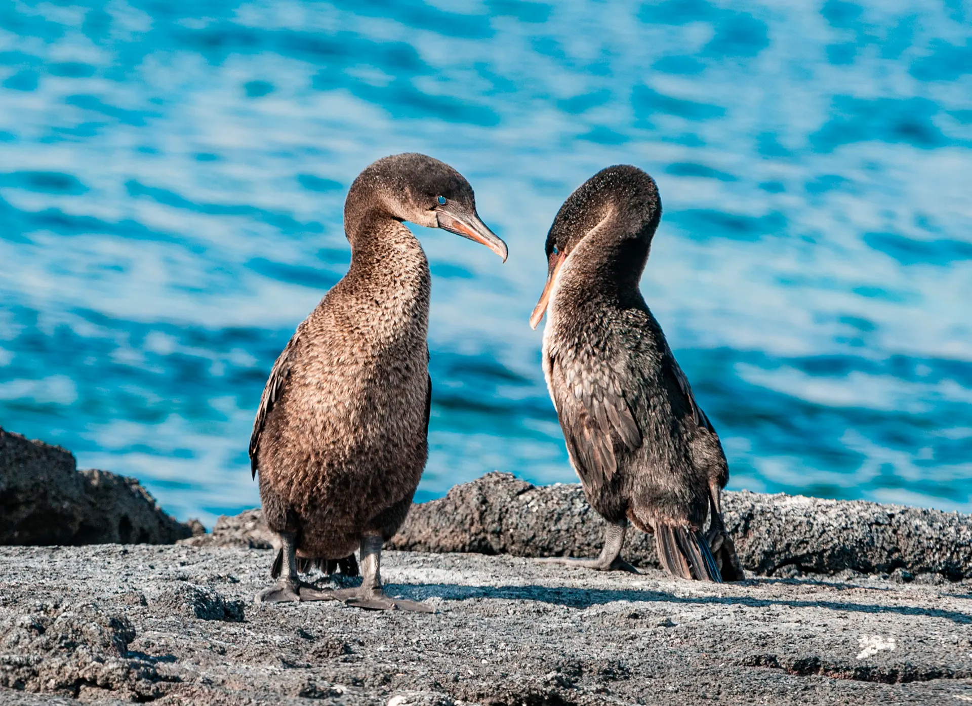 Guests on deck