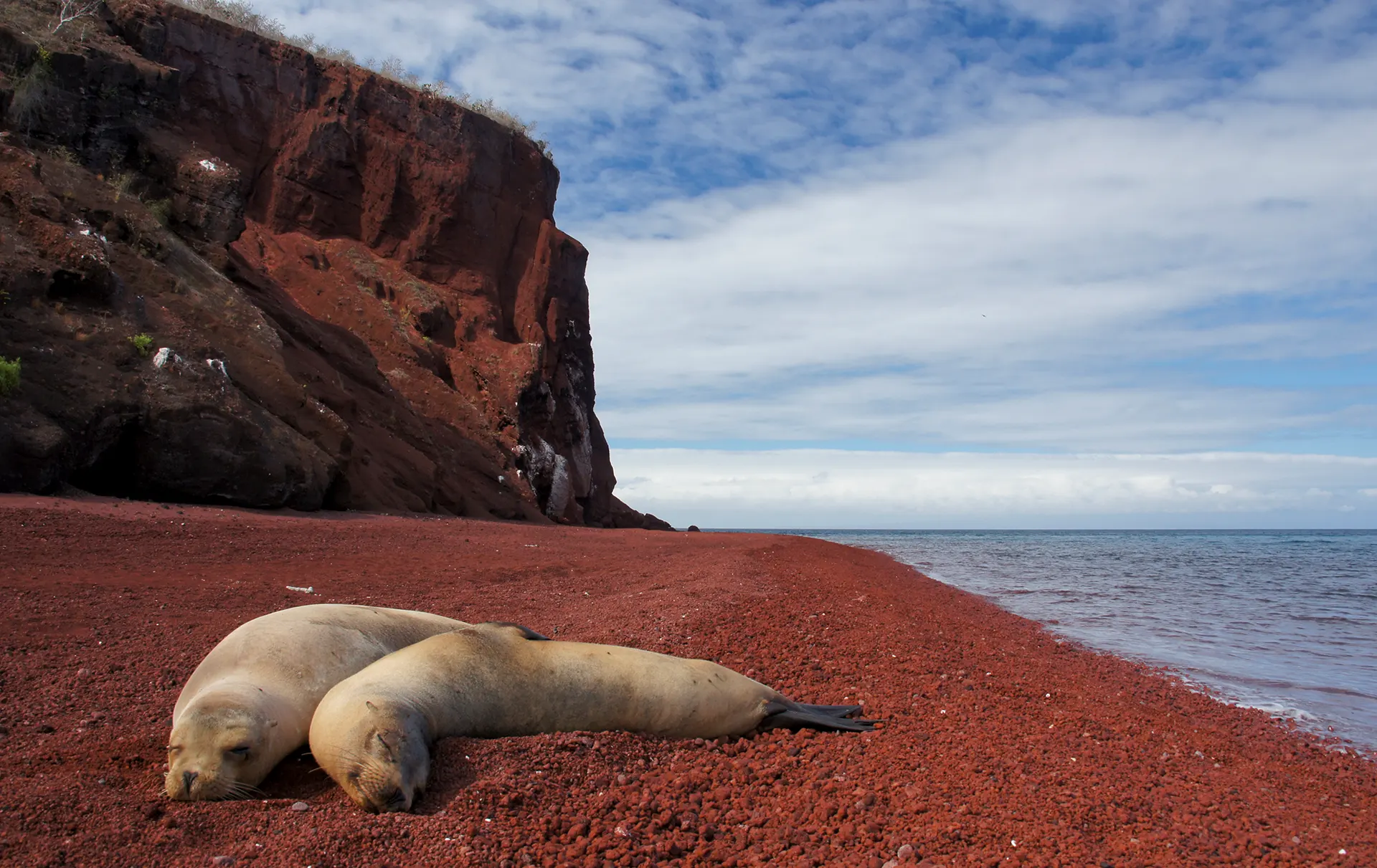 Sea lion on the shore